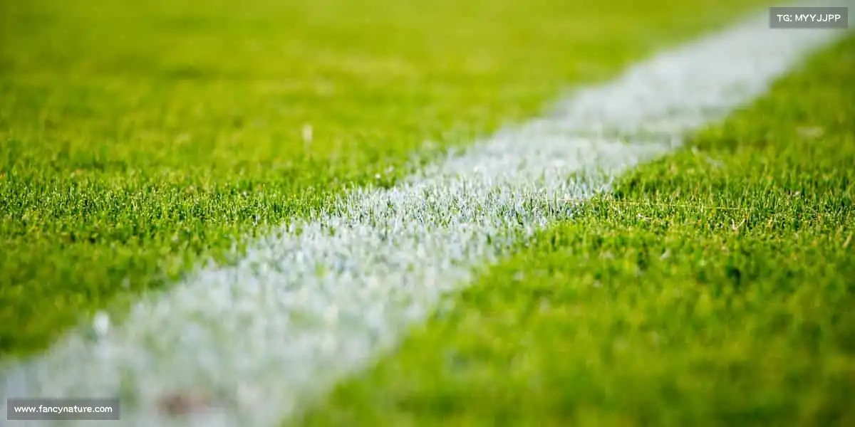 DB视讯🏐跳跃、扣杀、协作！用团队的力量，书写运动的传奇～